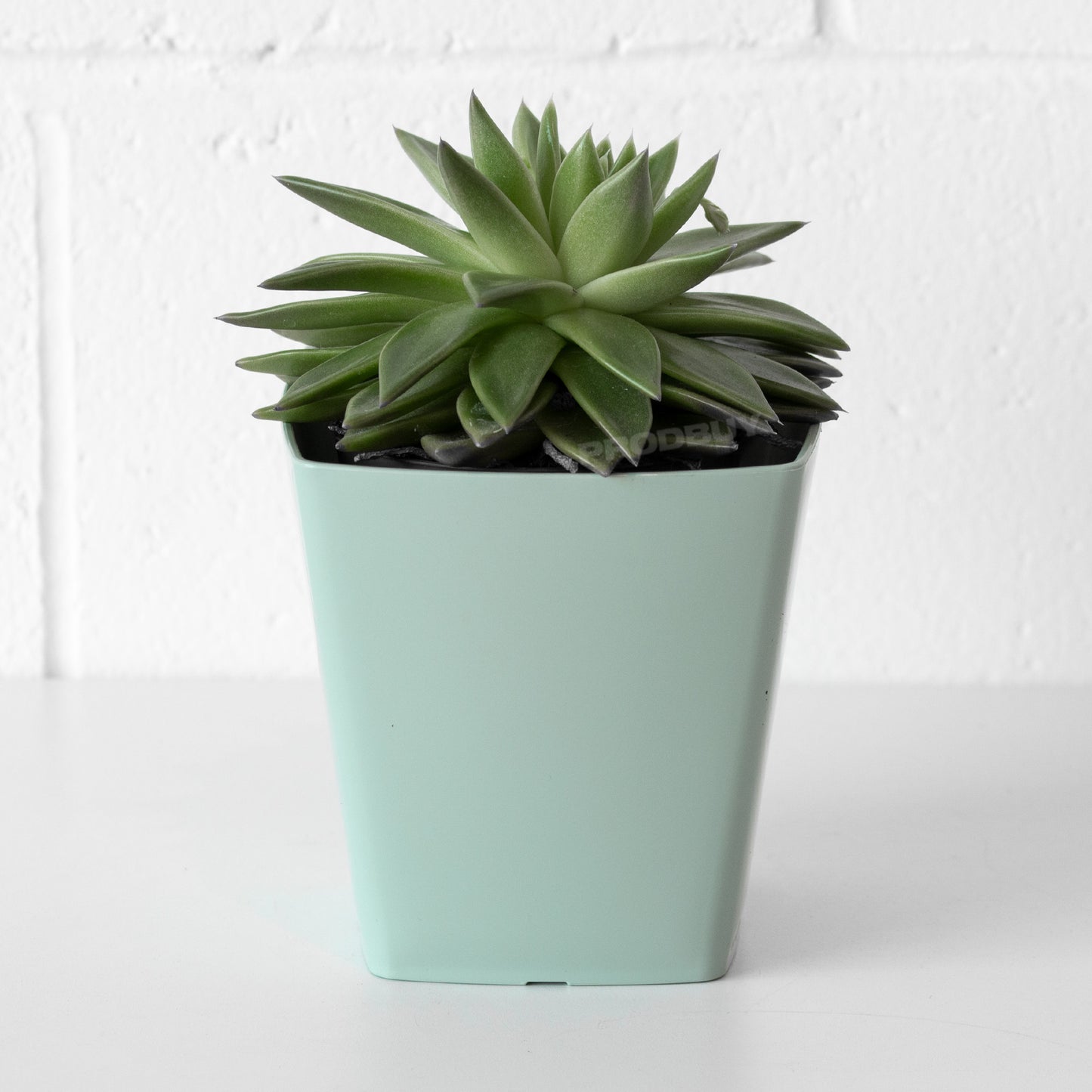Silver Sage 14cm Small Planter Cover Pot