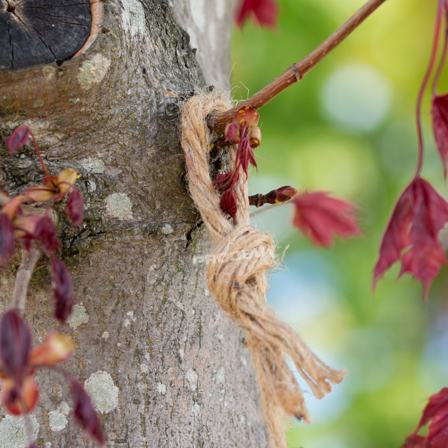 Climbing Sloth Garden Ornament On Rope Tree Branch Hanging