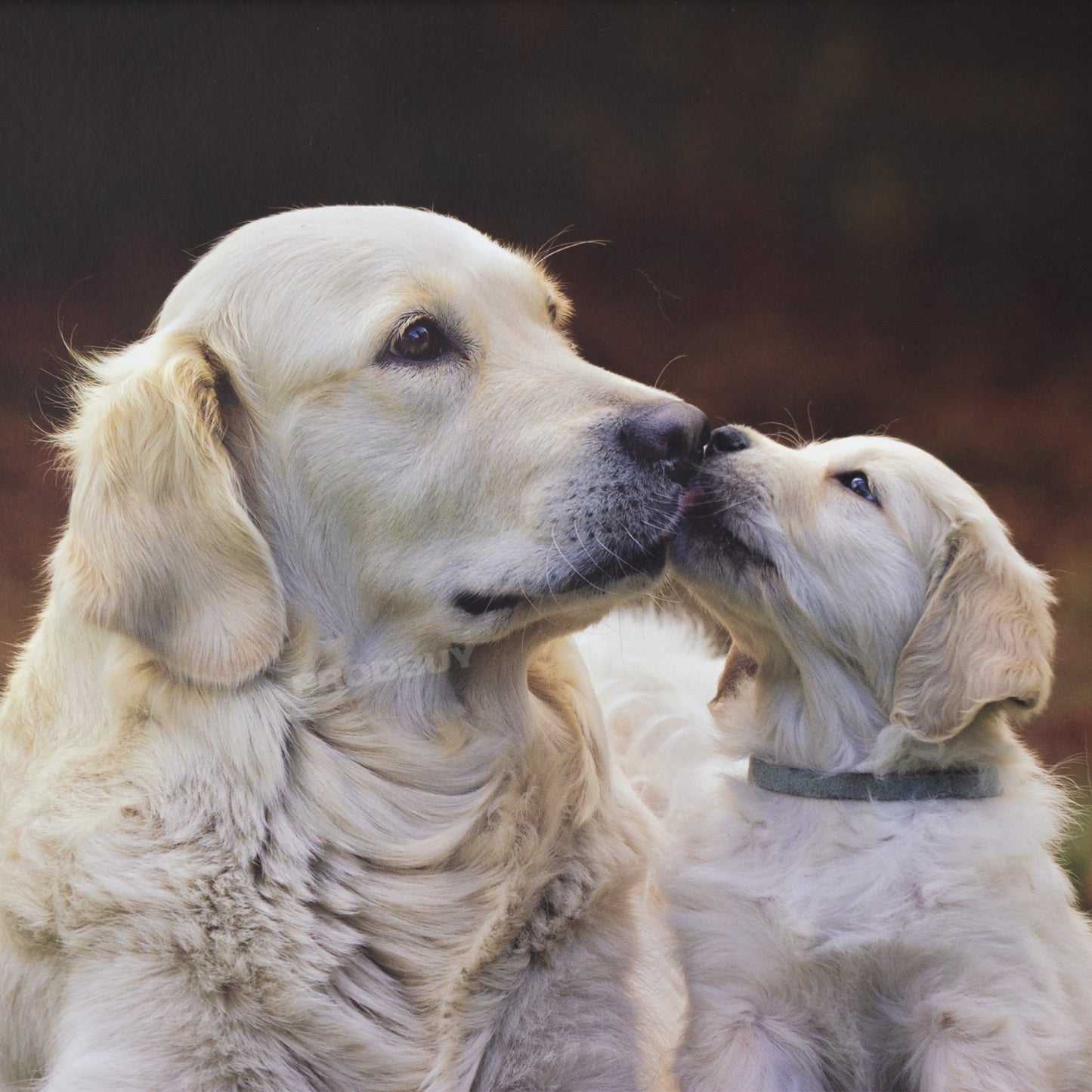Golden Retrievers Padded Faux Leather Lap Tray