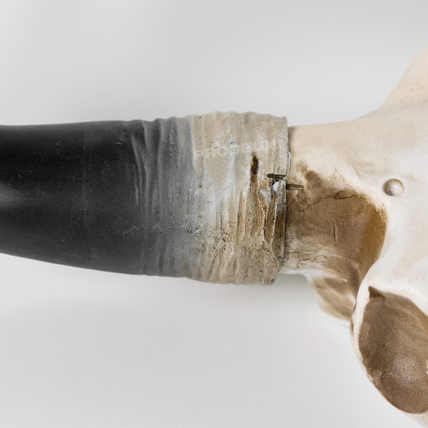 Wall Mounted Cow Skull with Horns Decoration