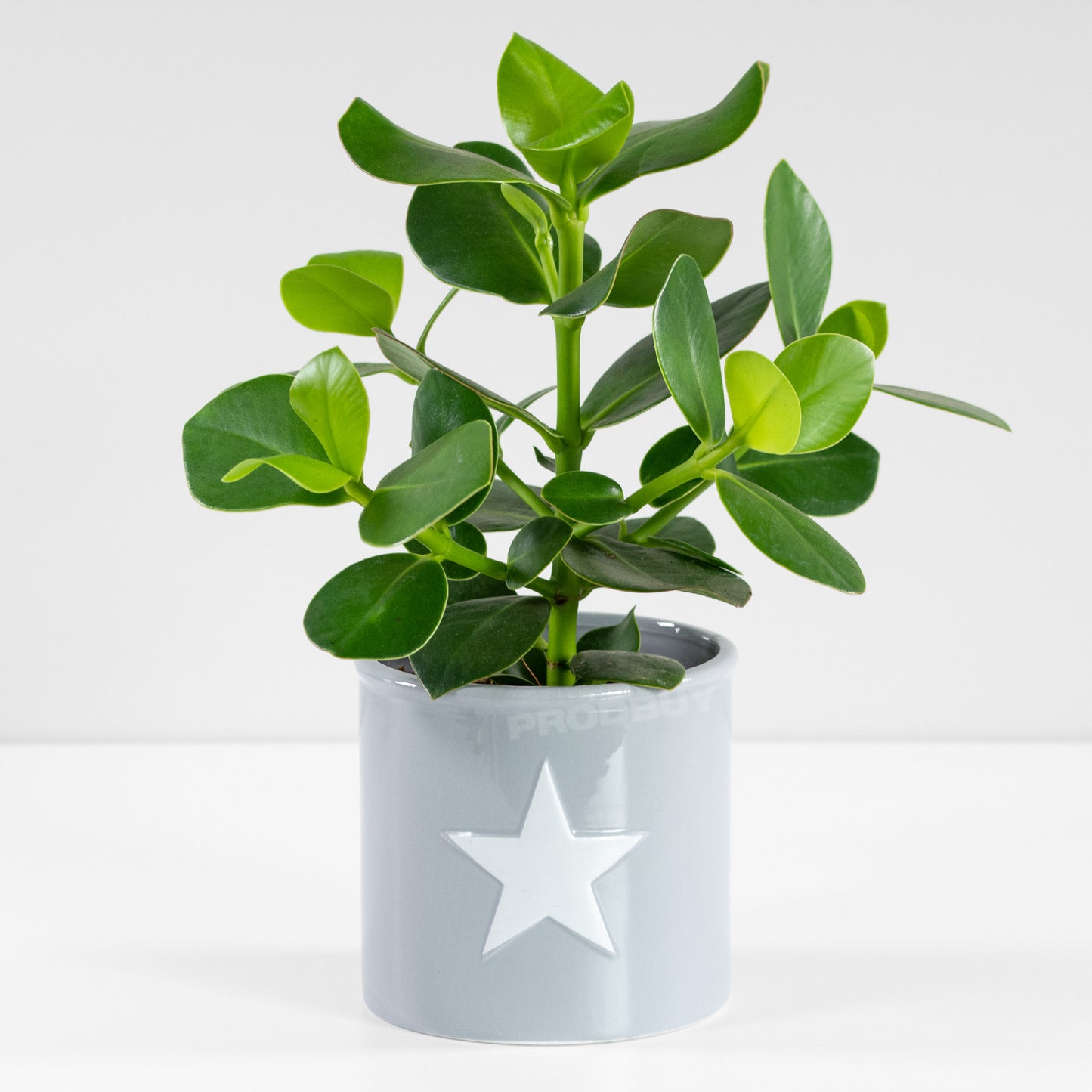 Grey Single White Star Round Ceramic Plant Pot Cover Holder