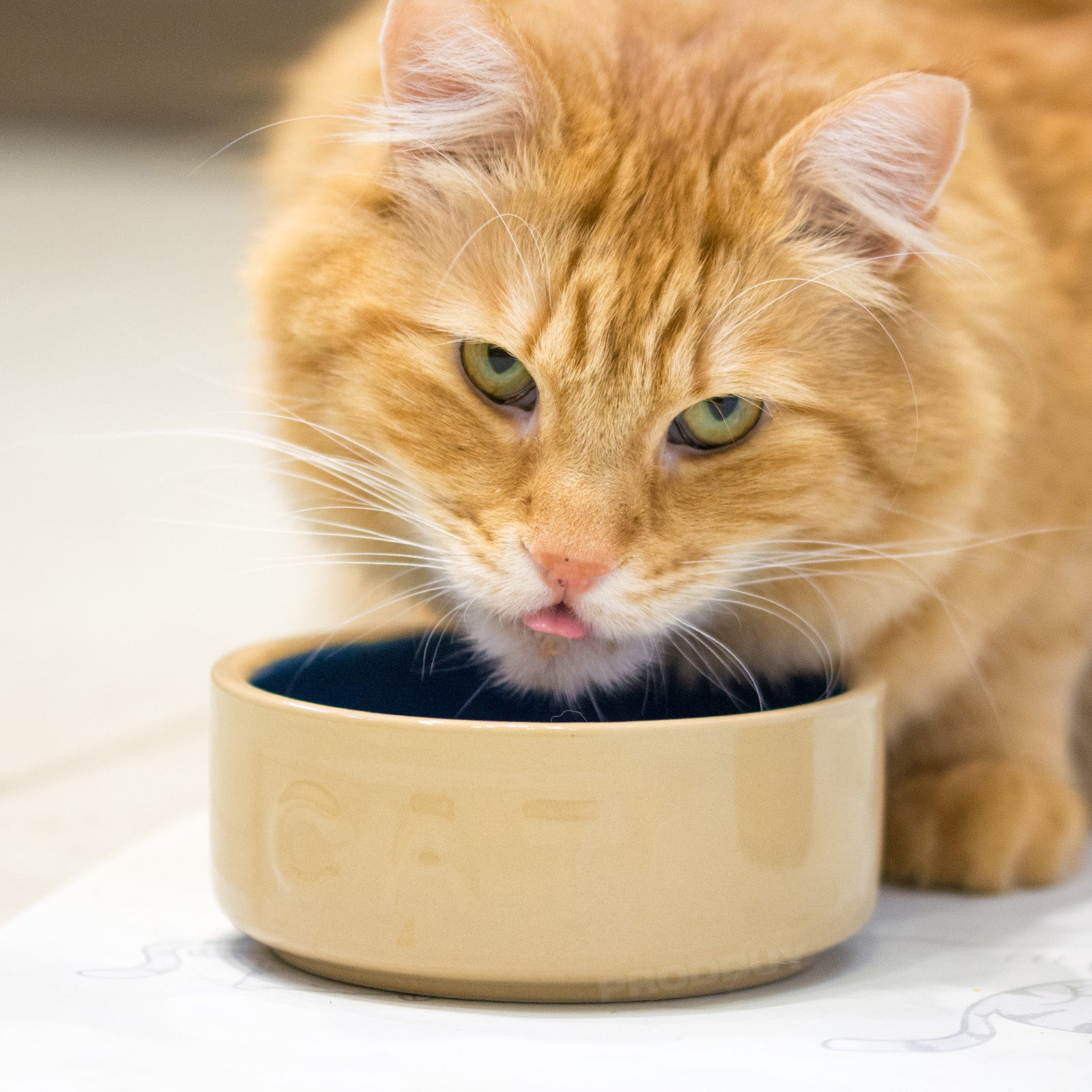 Set of 2 Non Tip Heavy Ceramic Cat Food Biscuit Bowls Robert