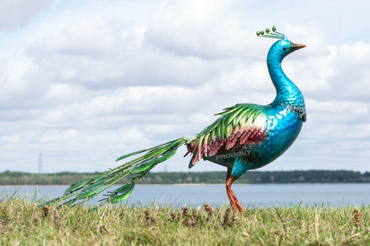 Large Exotic Peacock Metal Garden Ornament