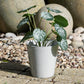 Set of 3 Small Grey Plastic Plant Pot Covers 14cm