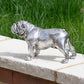 Silver Resin British Bulldog Ornament