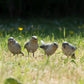 Set of 4 Small British Bird Garden Ornaments