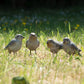 Set of 4 Small British Bird Garden Ornaments