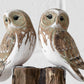 Barn Owls on Wooden Tree Stump Ornament