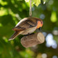 Small Wooden Robin Hanging Garden Ornament