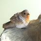 Robin on Nest Resin Bird Feeder Decoration