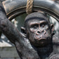 Large Gorilla on Tyre Swing Garden Ornament