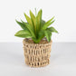 Realistic Artificial Succulent Houseplant in Seagrass Planter