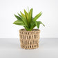 Realistic Artificial Succulent Houseplant in Seagrass Planter