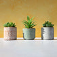 Set of 3 Artificial Succulent Plants in Moroccan Tile Plant Pots