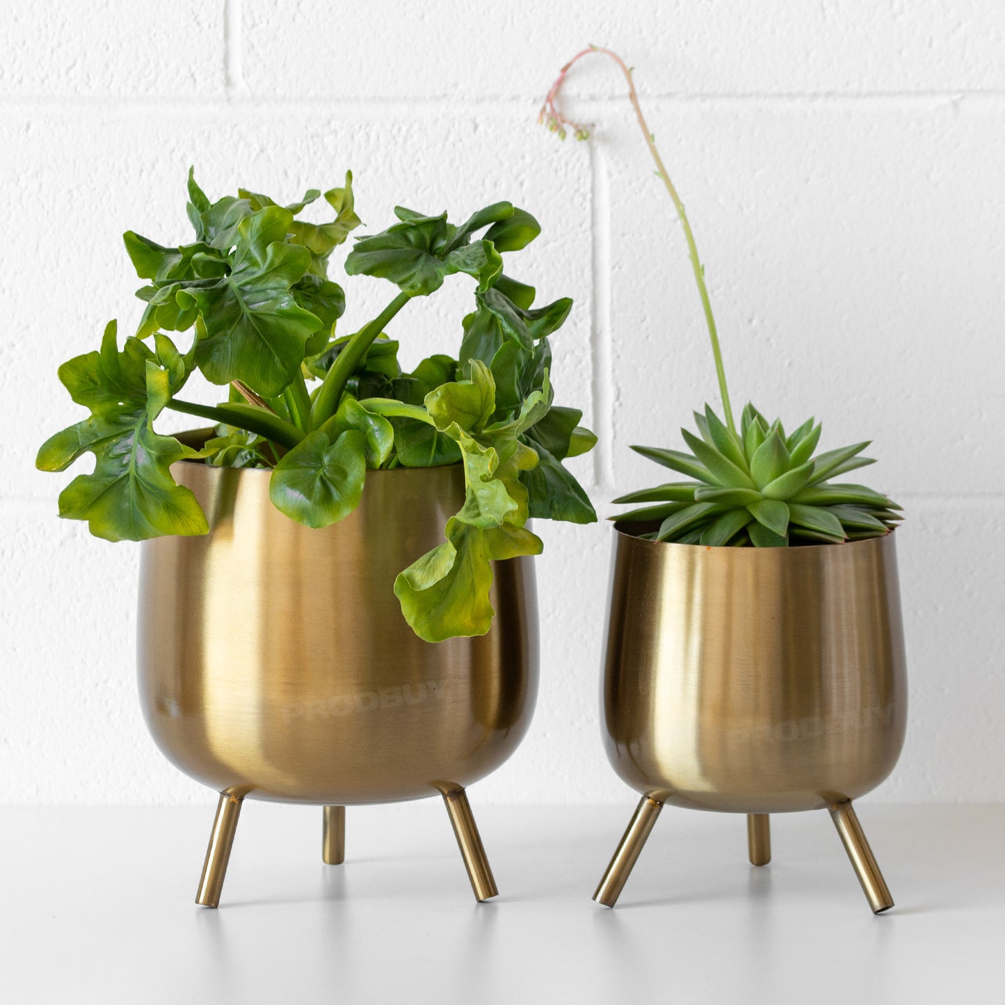 Bellied Brushed Gold Metal Plant Pot Cover