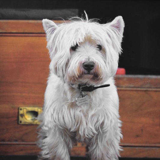 White Westie Padded Faux Leather Lap Tray