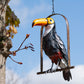 Toco Toucan on Perch Metal Tree Hanging Garden Ornament Sculpture