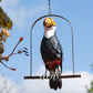 Toco Toucan on Perch Metal Tree Hanging Garden Ornament Sculpture