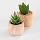 Set of 2 Small Artificial Succulent House Plant Decorations