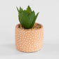 Set of 2 Small Artificial Succulent House Plant Decorations