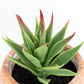 Set of 2 Small Artificial Succulent House Plant Decorations