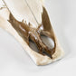 Wall Mounted Cow Skull with Horns Decoration