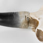 Wall Mounted Cow Skull with Horns Decoration
