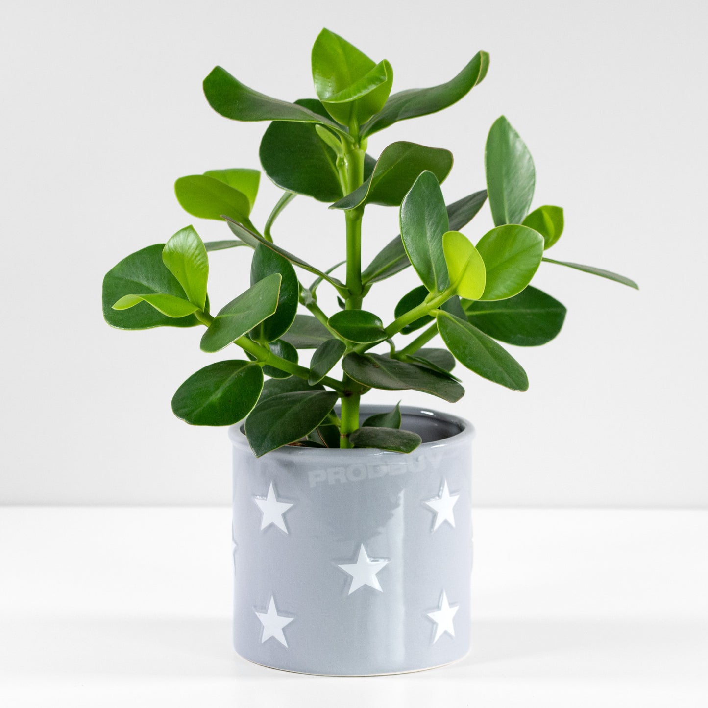 Grey Polka Dot White Stars Round Ceramic Plant Pot Cover Holder