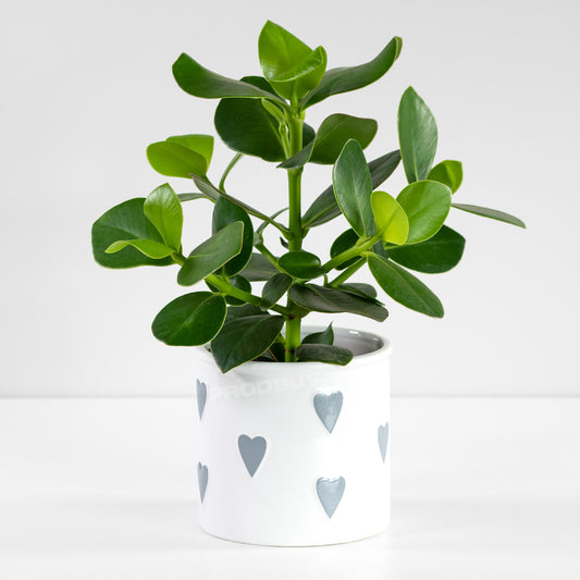 White Polka Dot Grey Hearts Round Ceramic Plant Pot Cover Holder