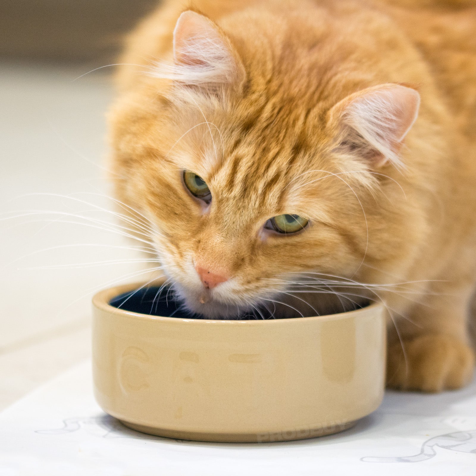 Set of 2 Non Tip Heavy Ceramic Cat Food Biscuit Bowls Robert David Home