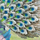Large 65cm Exotic Peacock Metal Garden Ornament