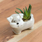 Miniature 8cm Artificial Succulent House Plant Schnauzer Dog Ornament