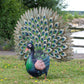 Large 65cm Exotic Peacock Metal Garden Ornament