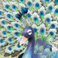 Large 65cm Exotic Peacock Metal Garden Ornament