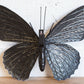 Metal Blue Butterfly 3D Wall Decoration