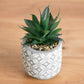 Artificial Succulent Cactus In Pot