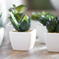 Set of 6 Miniature Artificial Indoor House Office Plants in Pots