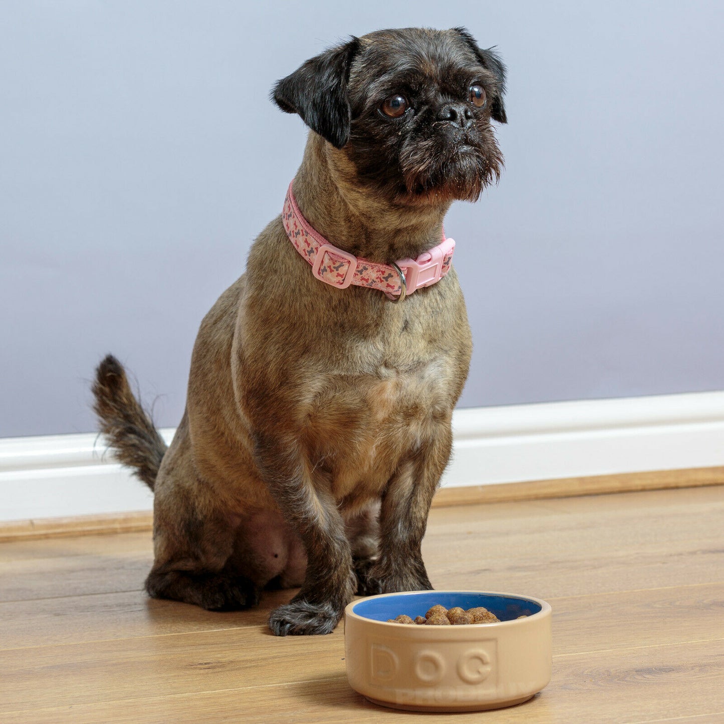 Mason Cash Cane & Blue "DOG" Bowl Small 12.5cm Heavy Pet Food Dish