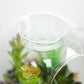 Set of 3 Artificial Cactus Glass Tealight Candle Holders