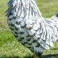 Large Metal Chicken Ornament Garden Rooster Sculpture