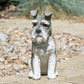 Grey Schnauzer Dog Resin Garden Ornament