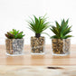 Set of 3 Artificial Succulents in Glass Jars