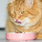 Set of 2 Small Ceramic Cat Kitten Saucers Pet Bowls