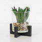 Small Artificial Cactus Succulent In Stand & Glass Pot