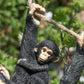 Rope Hanging Black Monkey With Baby Garden Tree Ornament