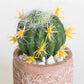 Set of 2 Small Artificial Cactus Succulents In Pots