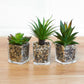 Set of 3 Artificial Succulents in Glass Jars