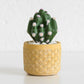 Set of 2 Small Artificial Cactus Succulents In Pots