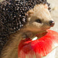 Hedgehog with Apple Resin Garden Ornament