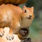 Squirrel on Acorn Small Resin Garden Ornament